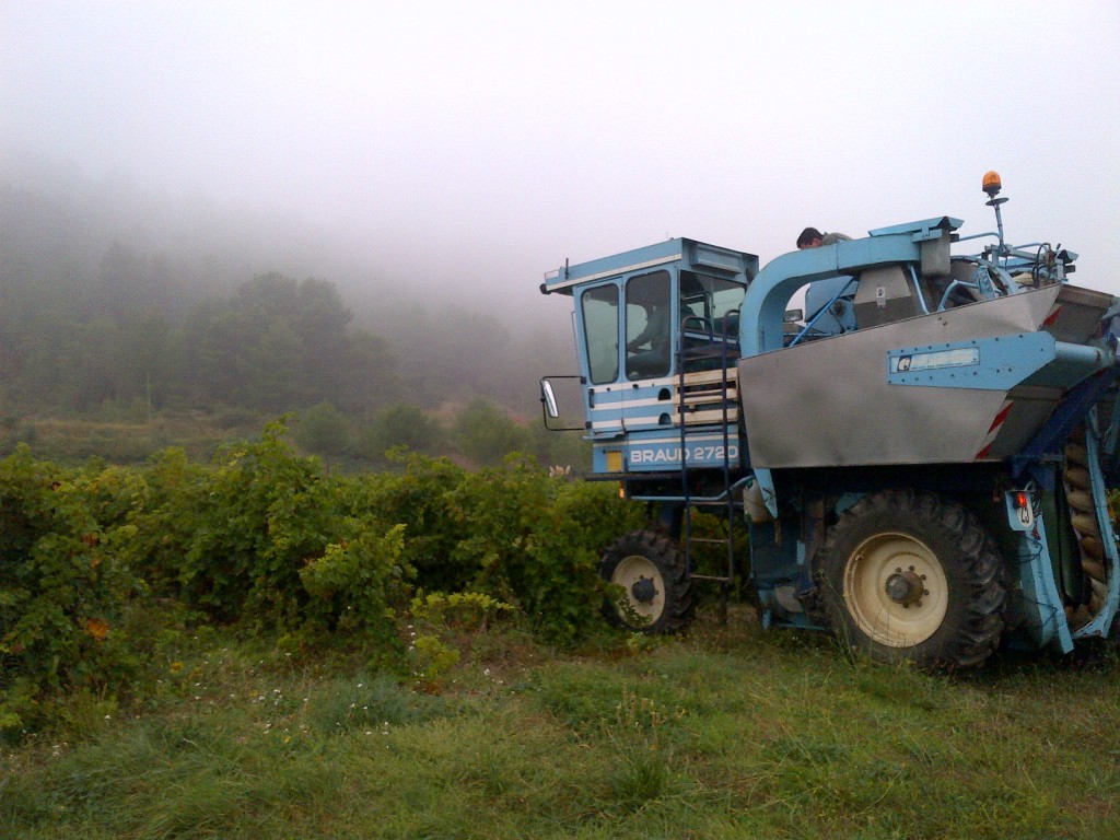 Vendanges MP Berthier