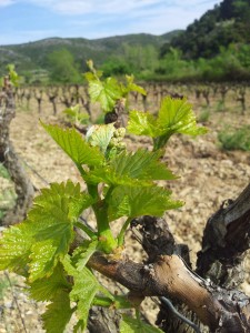 Domaine MP Berthier Grenache La robine