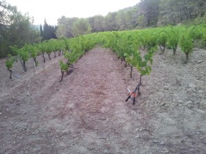 un Grenache Noir de 14 ans avant mon passage...