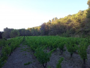 Ce même Grenache Noir après mon passage à la cisaille