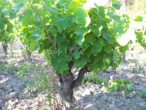 21 Juillet 2015: Un beau Grenache Noir de 31 ans