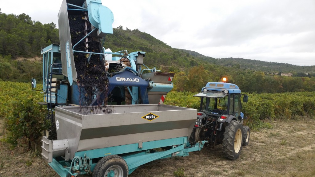 7h30 - La Vendangeuse dans notre Syrah de "La Loumbardo" destinée au Rosé cuvée "Morgane"