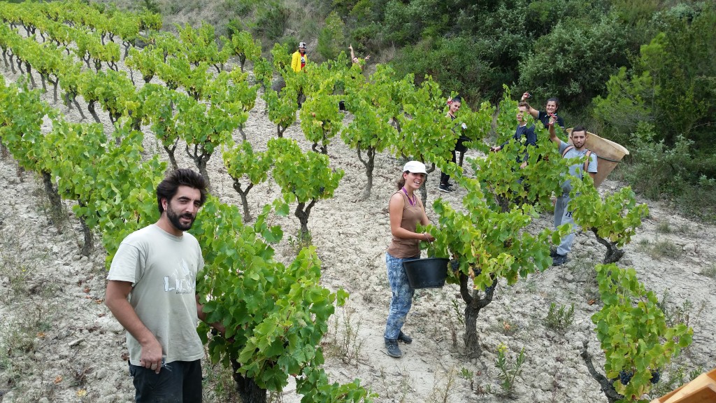 Vendange d'un Grenache Noir