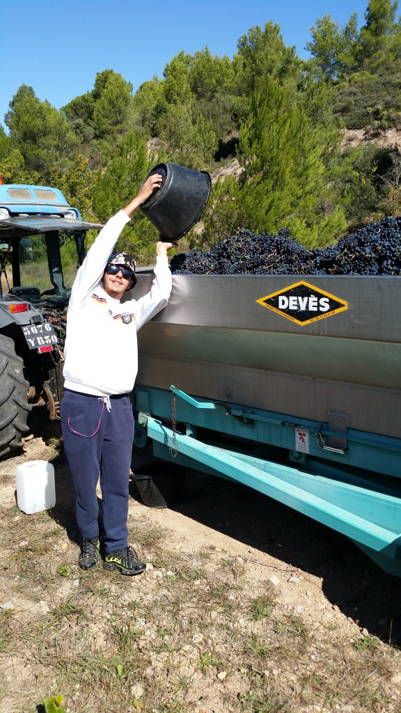 Syrah "La Robine" - Pepe verse le dernier seau dans la benne.