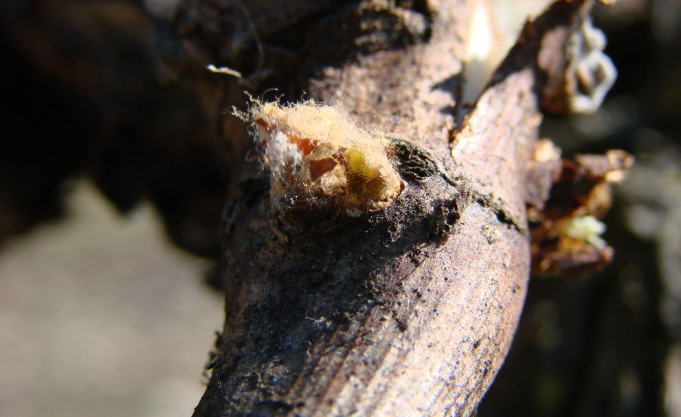 zoom vigne du Domaine MP Berthier