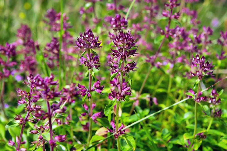 Fleurs du Domaine MP Berthier