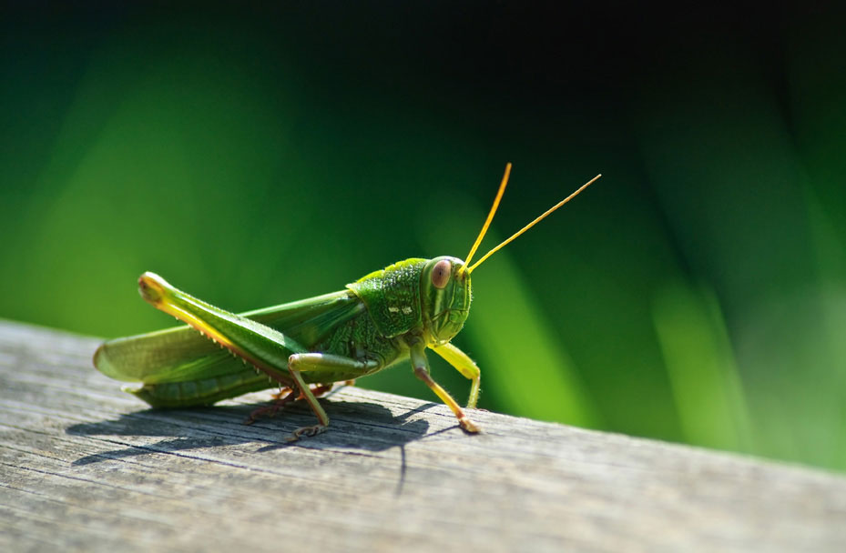 insecte dans les vignes du Domaine MP Berthier