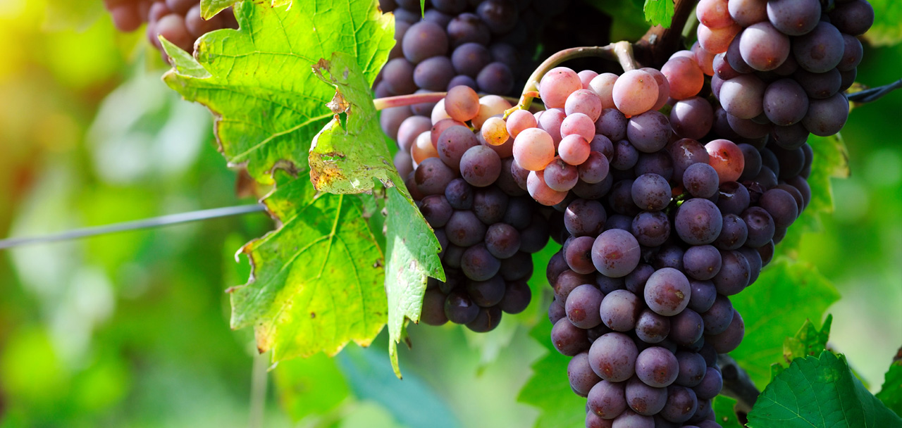 Les vignes du Domaine MP Berthier