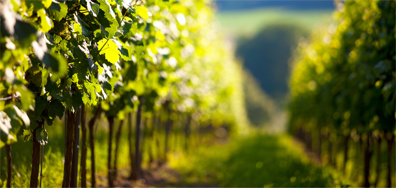 Les vignes du Domaine MP Berthier